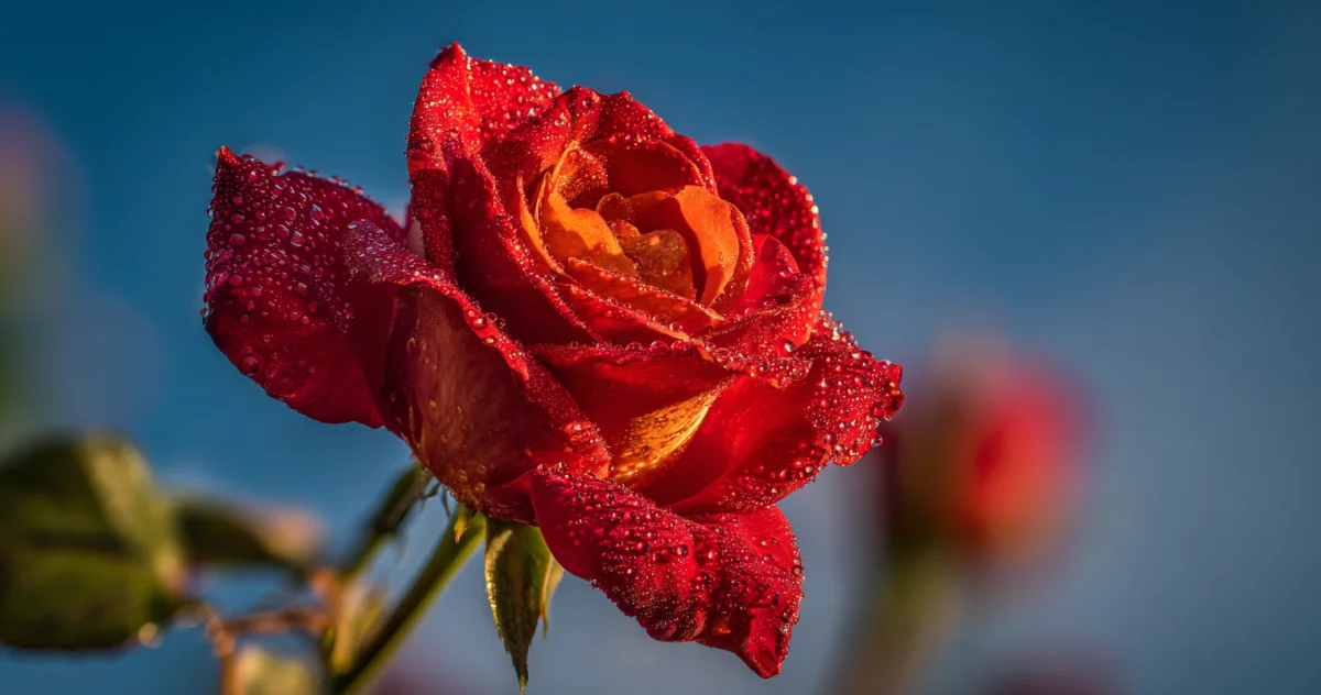 バラ（Rose）