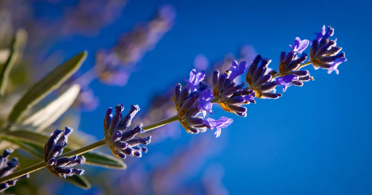 ラベンダー（Lavender）