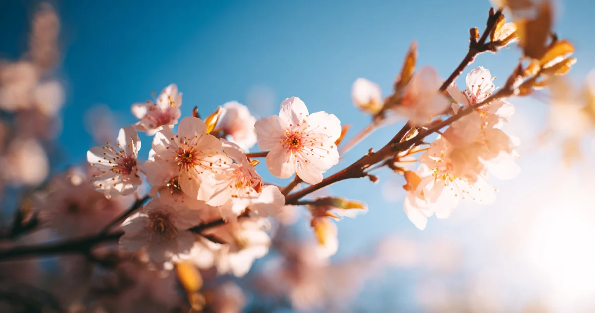 桜（Cherry Blossom）
