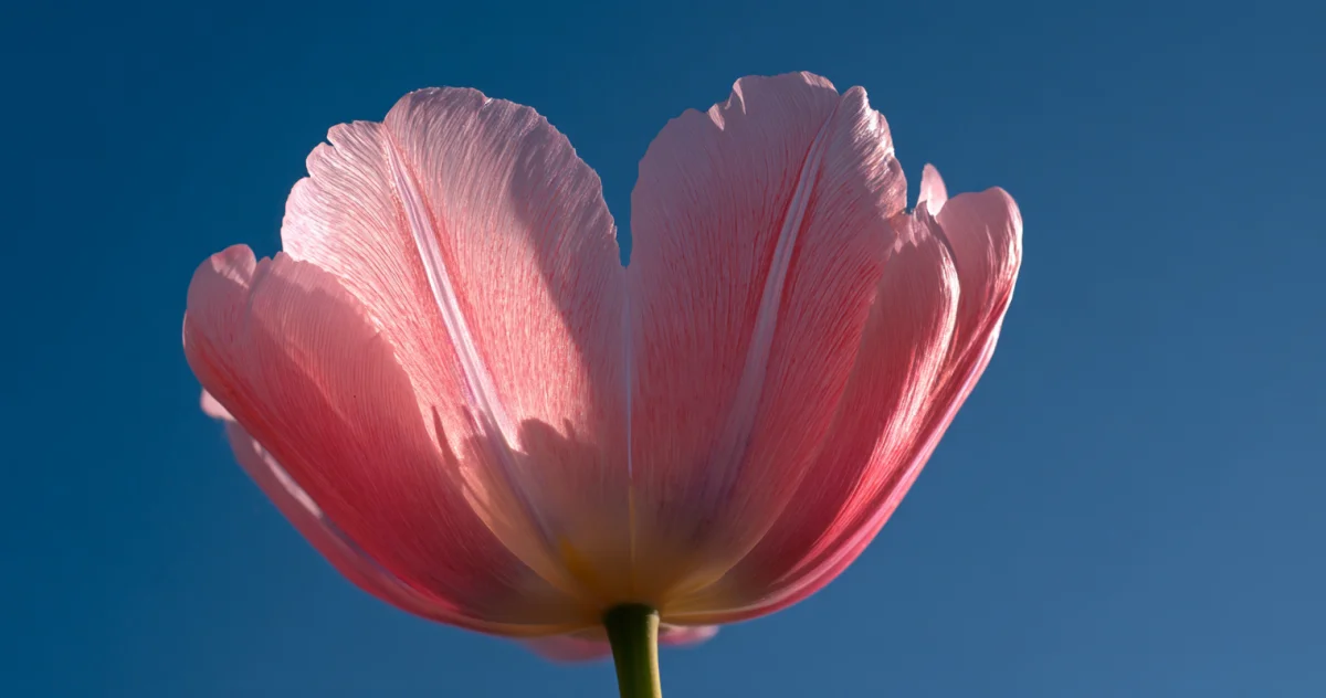 チューリップ（Tulip）