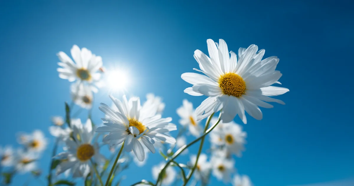 マーガレット（Marguerite）