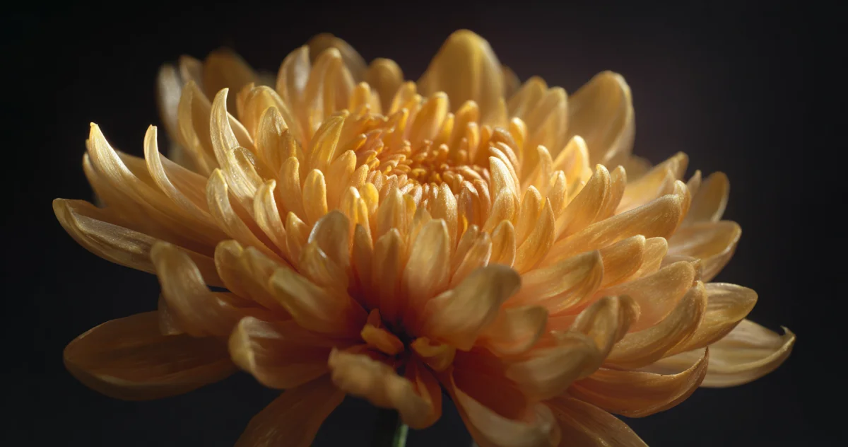 菊（Chrysanthemum）