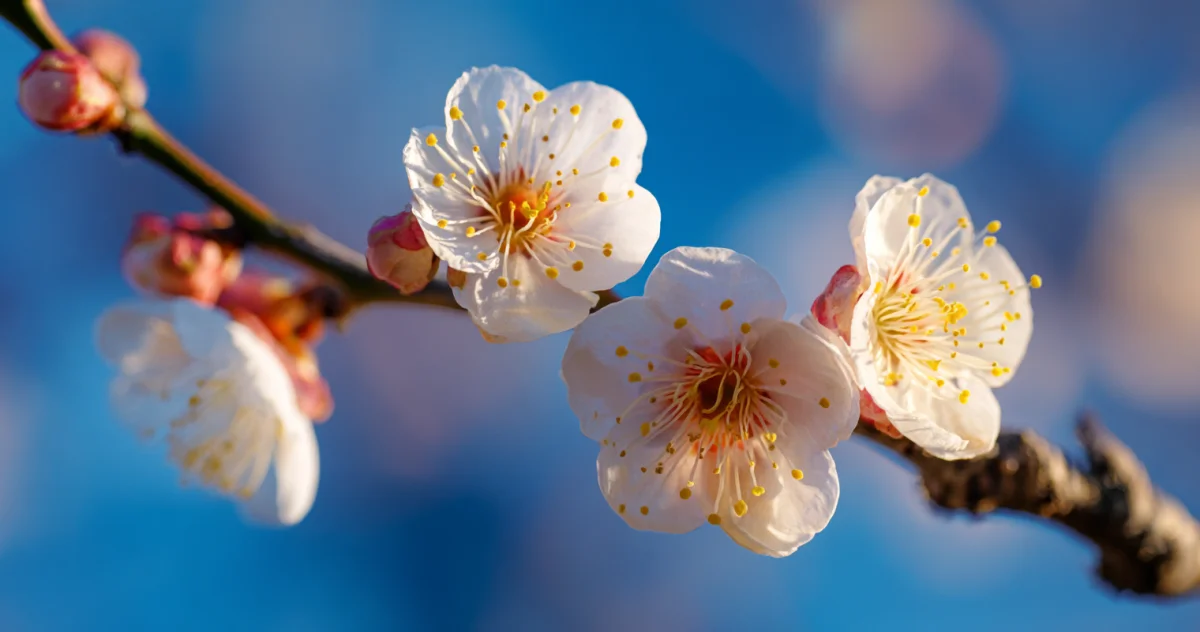 梅（Plum Blossom）
