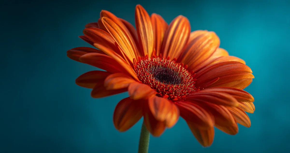 ガーベラ（Gerbera）