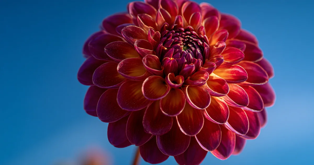 ダリア（Dahlia）