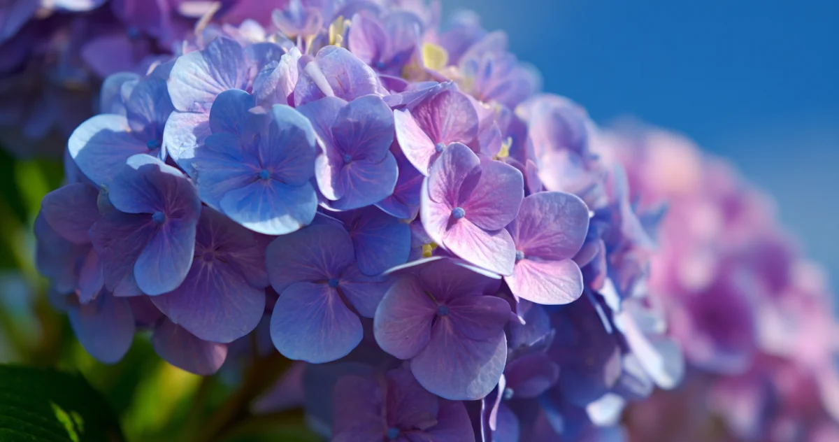 紫陽花（Hydrangea）