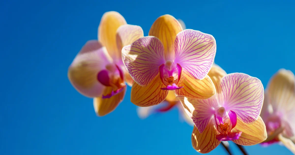 蘭（Orchid）