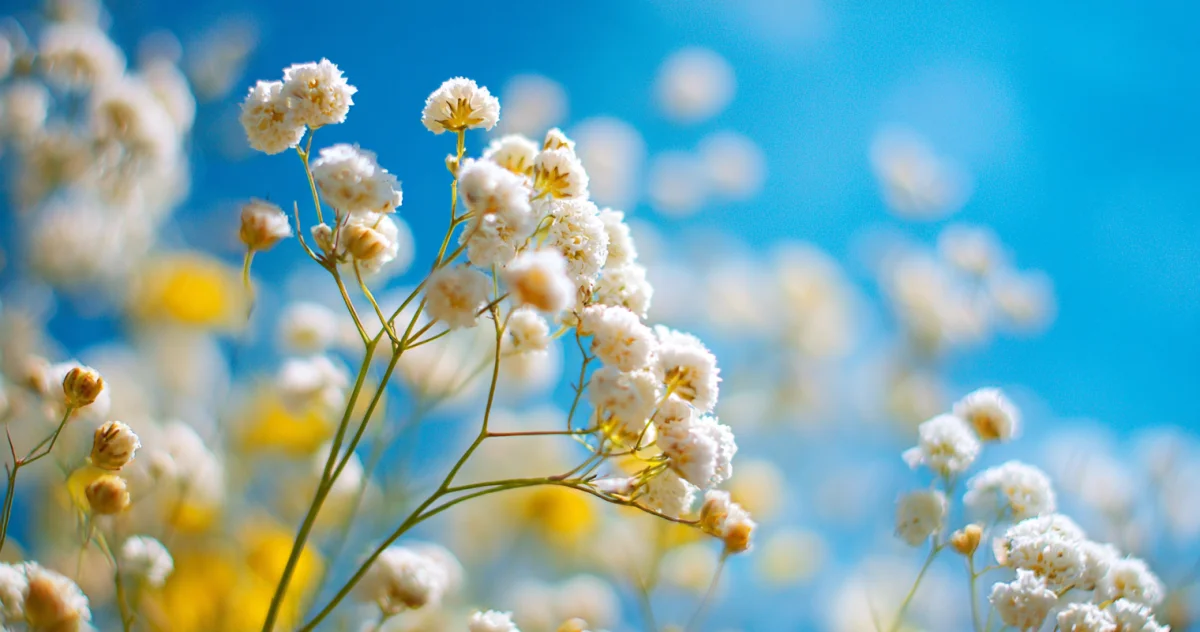 カスミソウ（Baby's Breath）