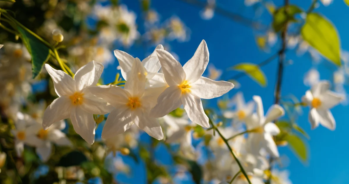 ジャスミン（Jasmine）