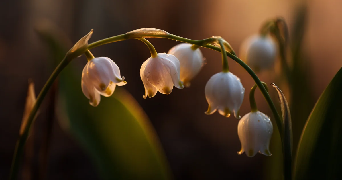鈴蘭（Lily of the Valley）