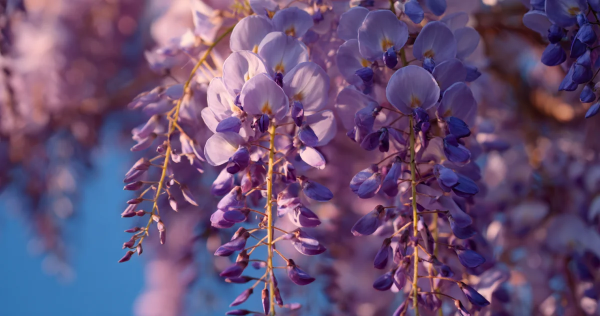 藤（Wisteria）