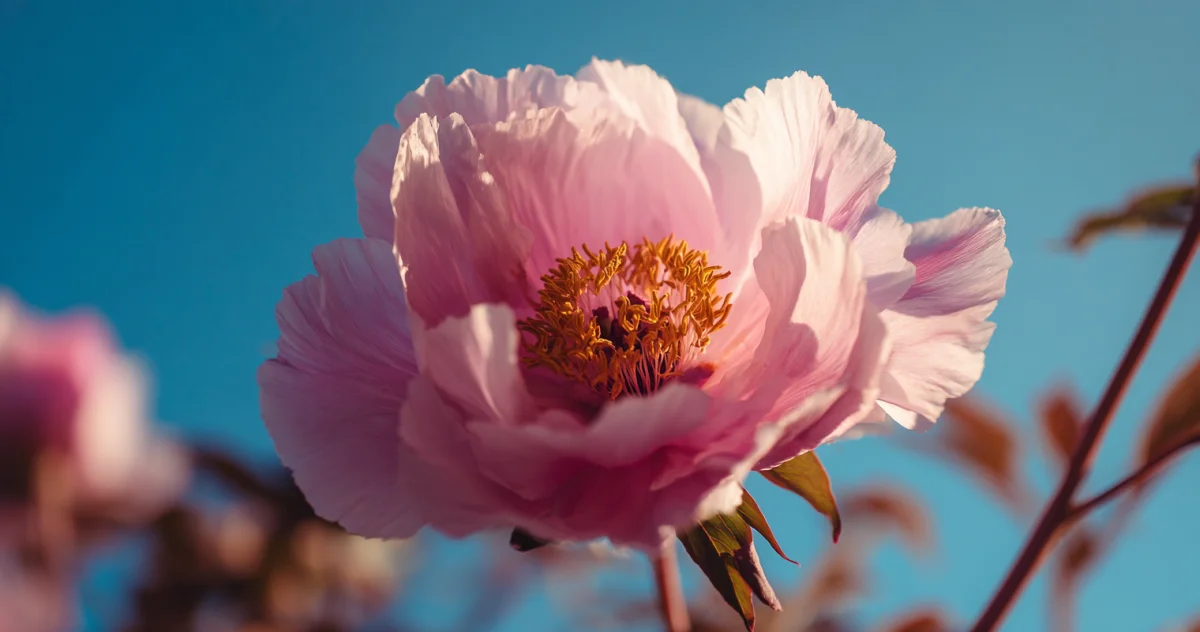 牡丹（Tree Peony）