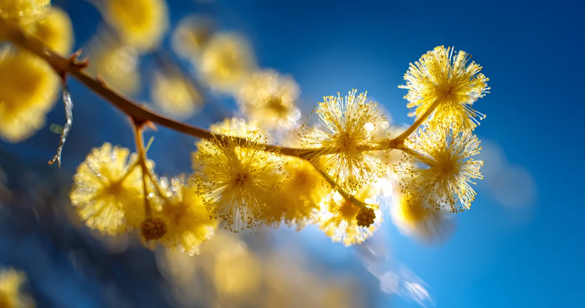 ミモザ（Mimosa）