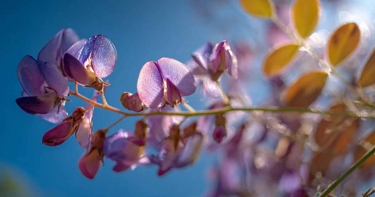 萩（Bush Clover）