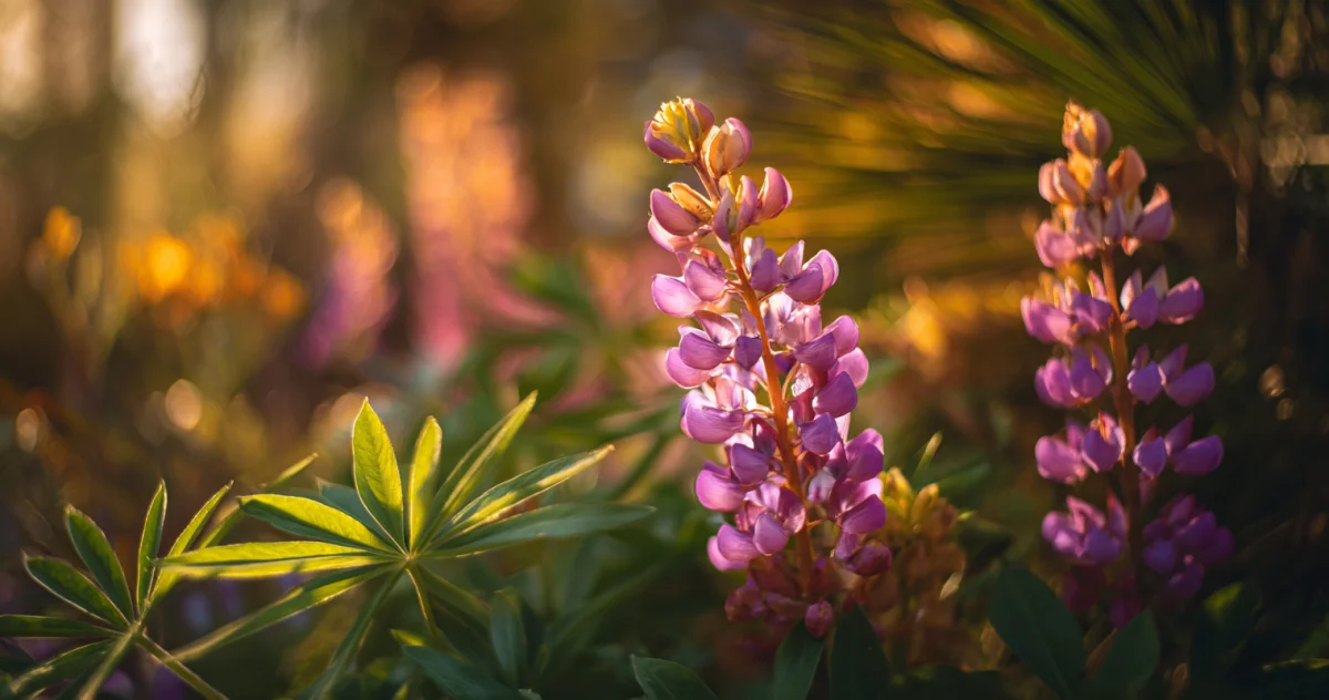 ルピナス（Lupine）