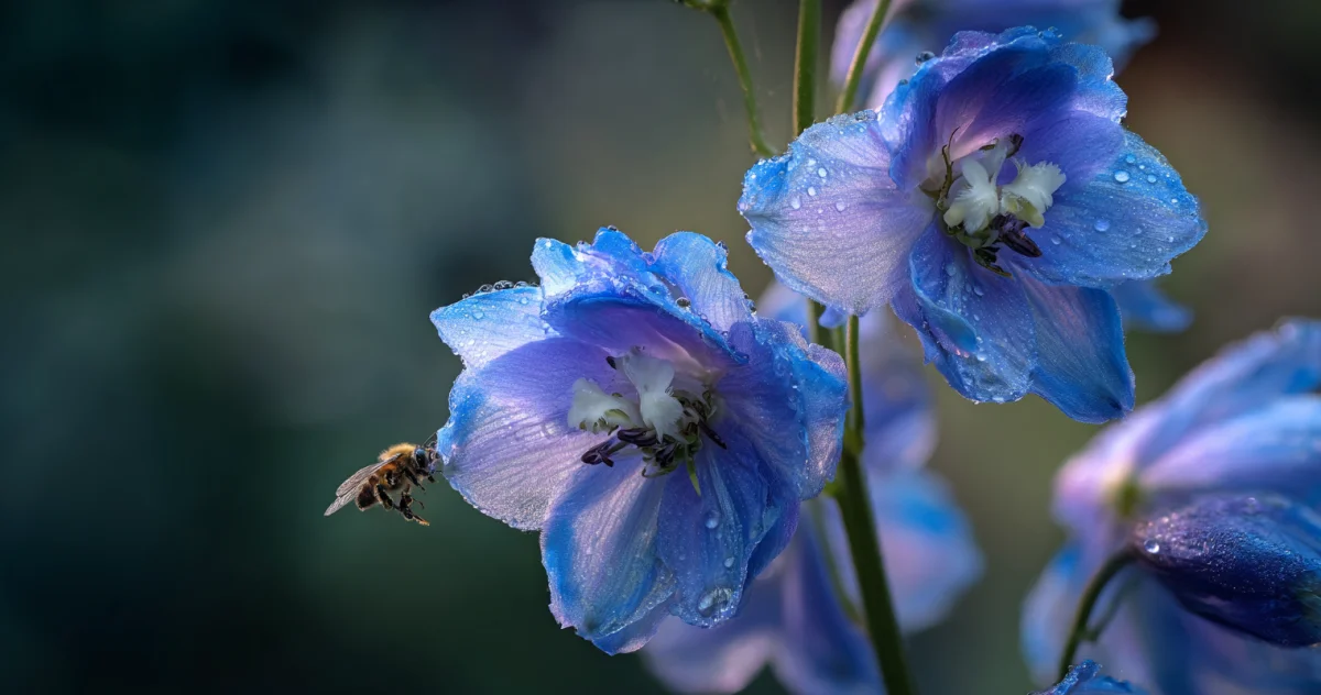 デルフィニウム（Delphinium）
