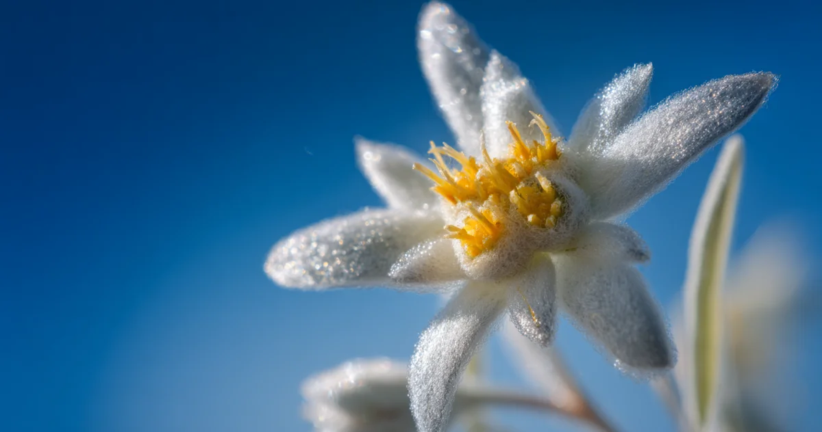 エーデルワイス（Edelweiss）
