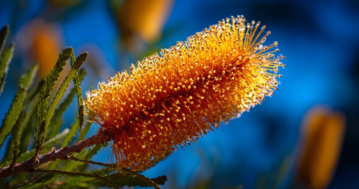 バンクシア（Banksia）