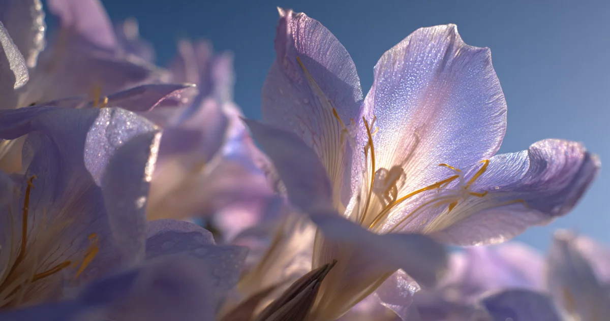 リューココリーネ（Leucocoryne）