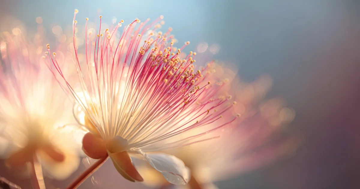 サガリバナ（Barringtonia）