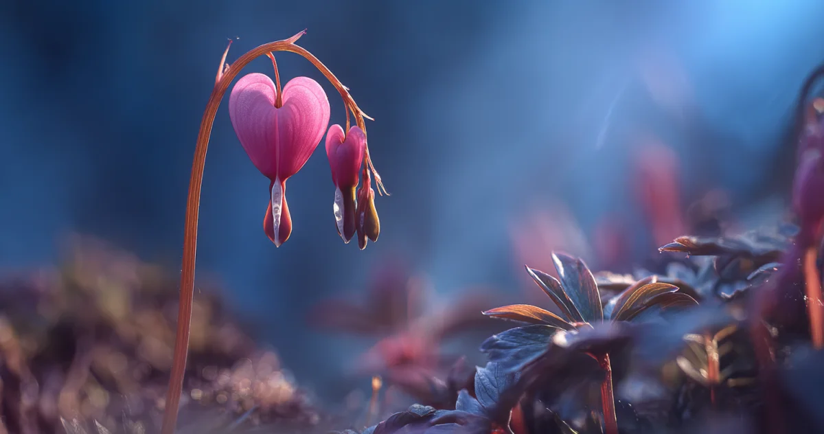 コマクサ（Alpine Poppy）