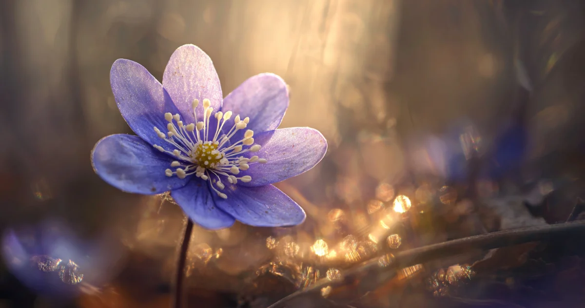 ミスミソウ（Hepatica）