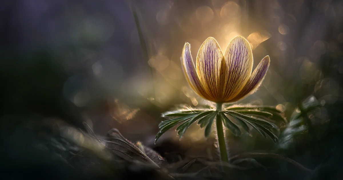 節分草（Eranthis）